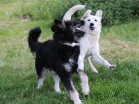 Puppys van Bliss040622-0005